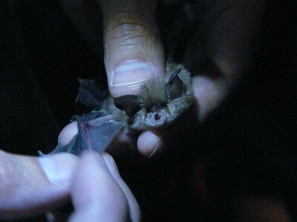 1024px Murciu00e9lago nariz de herradura (6305538245)