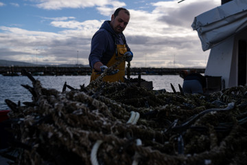 Archivo - Recogida y encuerde de la cría del mejillón en la costa de Pontevedra, a 1 de diciembre de 2023, en Pontevedra, Galicia (España). La campaña de recogida de cría de mejillón en la costa
