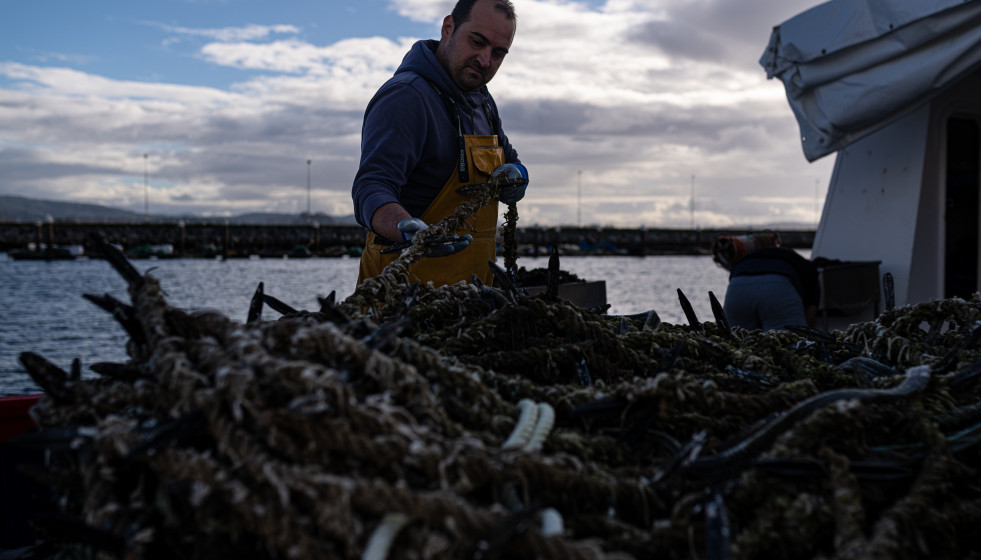 Archivo - Recogida y encuerde de la cría del mejillón en la costa de Pontevedra, a 1 de diciembre de 2023, en Pontevedra, Galicia (España). La campaña de recogida de cría de mejillón en la costa