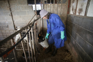 Archivo - Una mujer alimenta a un ternero en la ganadería Bértolos e Serranos, a 19 de febrero de 2023, en Macedo, Friol, Lugo, Galicia (España). La ganadería Bértolos e Serranos produce leche pa