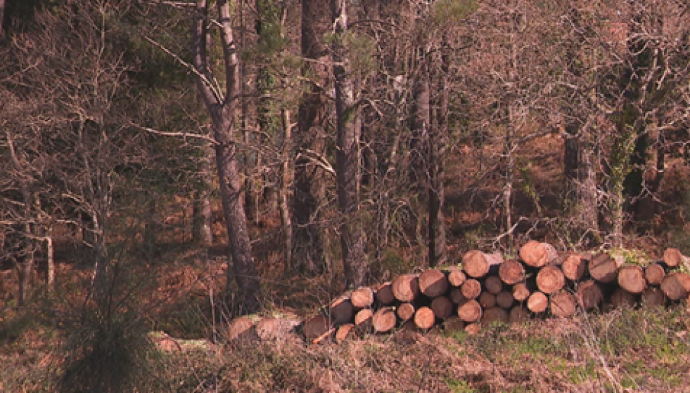 Imagen de archivo de una tala Foto @g24noticias