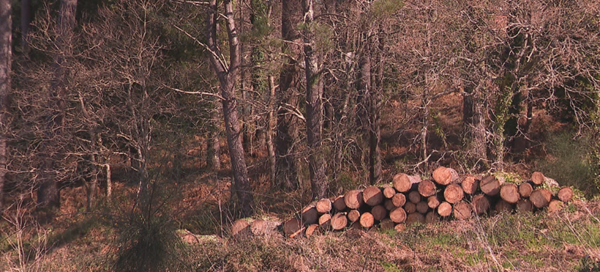 Imagen de archivo de una tala Foto @g24noticias