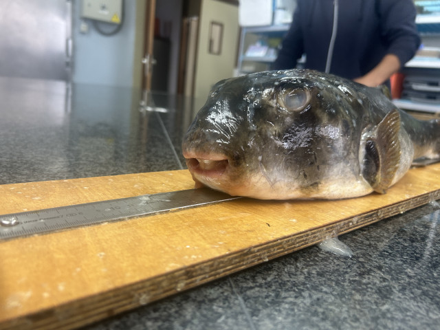 El Instituto Español de Oceanorafía (IEO)elabora un estudio en colaboración con el Grupo para o Estudo do Medio Mariño (GEMM), el Aquarium Finisterrae y la Universidade de Vigo y documenta dos nuevos registros de pez globo en Galicia
