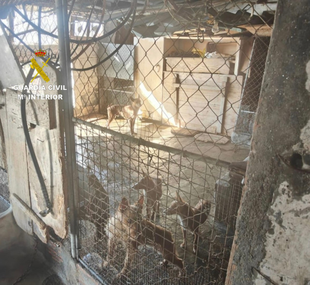 Perros localizados en Moaña.