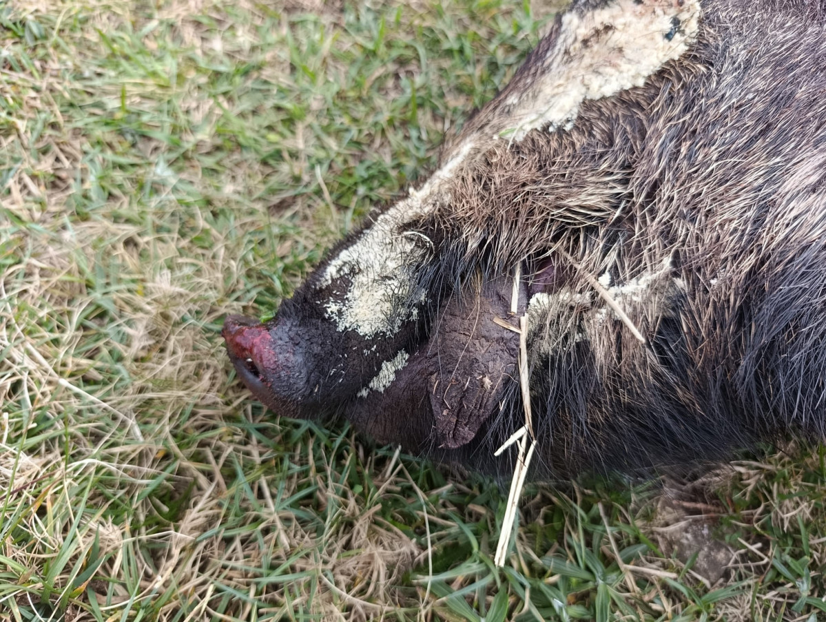 Hocico de jabalu00ed envenenada en la Serra da Capelada