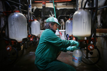 Archivo - Una mujer trabaja durante el ordeño en la ganadería Bértolos e Serranos, a 19 de febrero de 2023, en Macedo, Friol, Lugo, Galicia (España). La ganadería Bértolos e Serranos produce lec