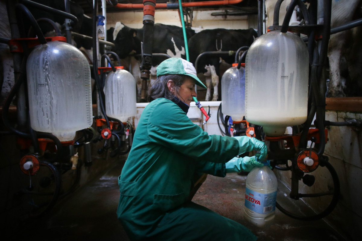 Archivo - Una mujer trabaja durante el ordeño en la ganadería Bértolos e Serranos, a 19 de febrero de 2023, en Macedo, Friol, Lugo, Galicia (España). La ganadería Bértolos e Serranos produce lec