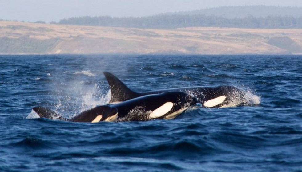 Orcas