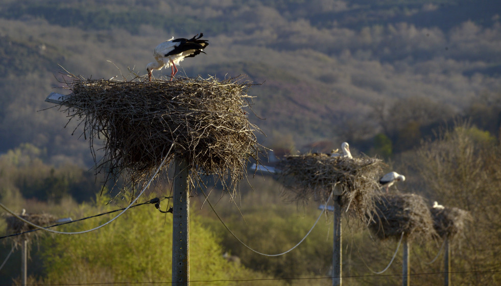 Nidos de cigüeña blanca sobre el tendido eléctrico, a 27 de marzo de 2026, en Xinzo de Limia, Orense, Galicia (España).
