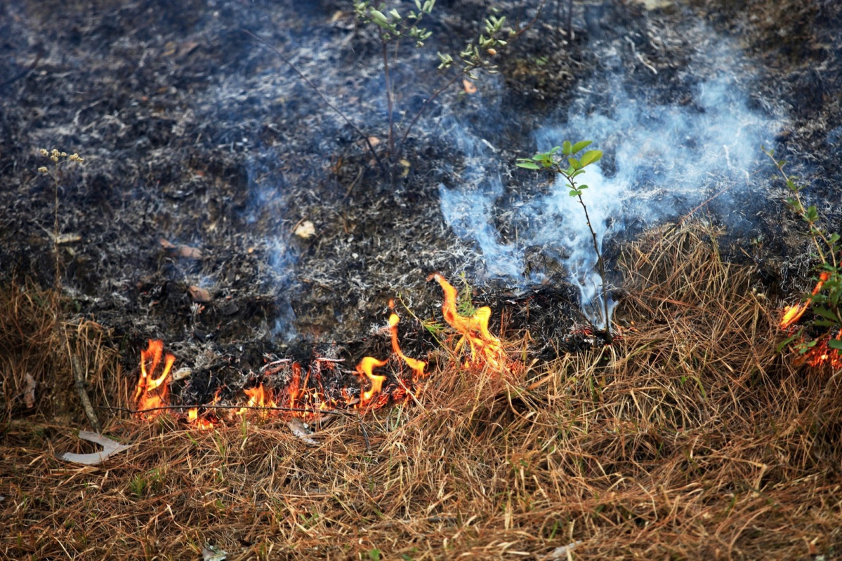 Archivo - Quema forestal