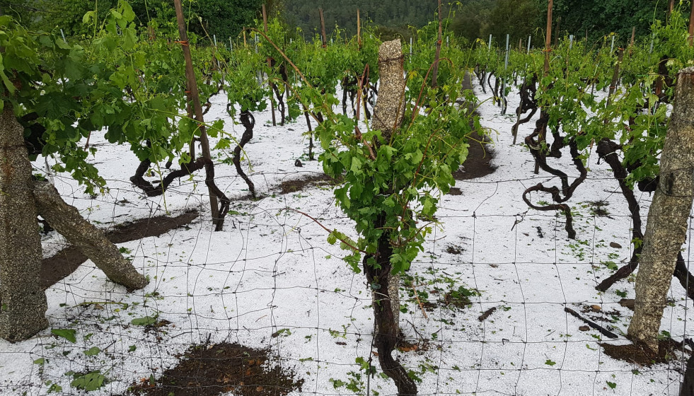 Granizo en una viña de Castrelo de Miño en una foto de Juan Sousa remitida a O Tempo da TVG
