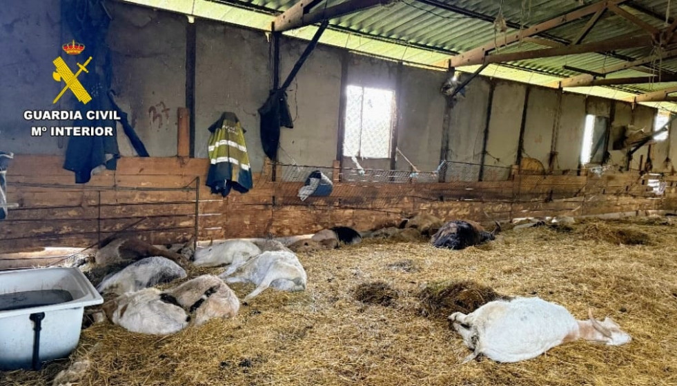 Cabras y ovejas muertas en una explotación de Trives (Ourense), cuyo responsable está investigado por un delito de maltrato animal.