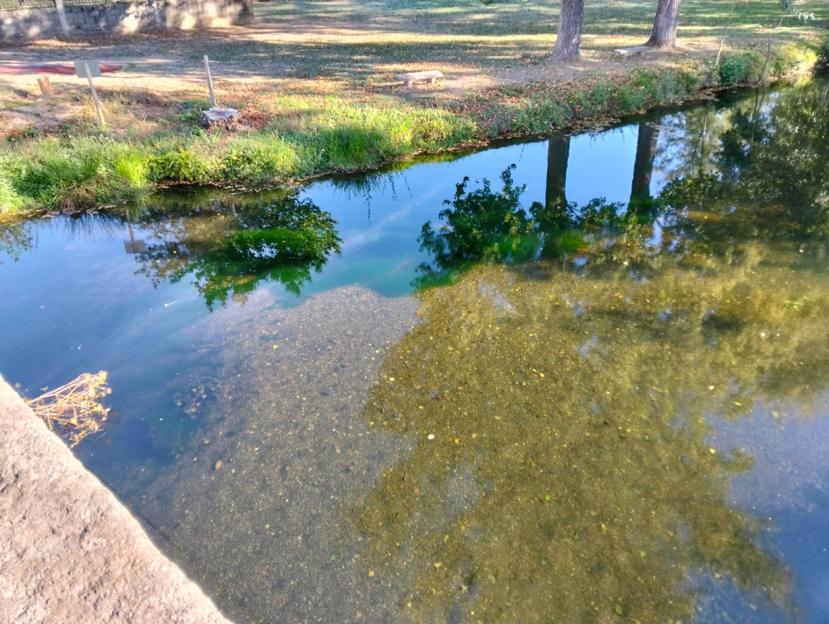 Alga río Támega Laza 2