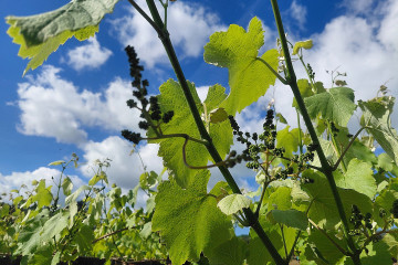 Viñas