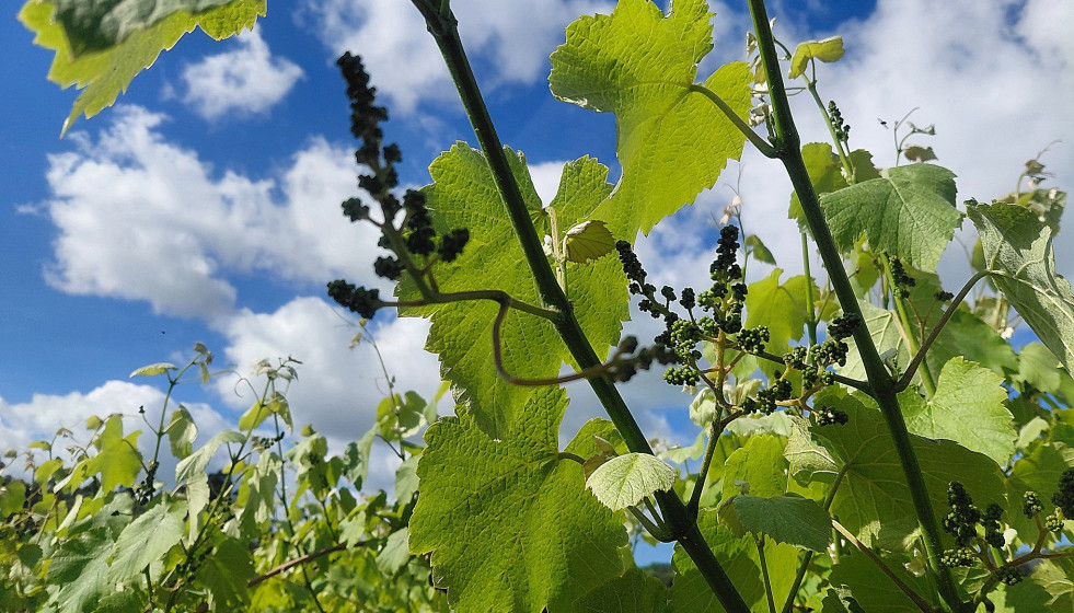 Viñas