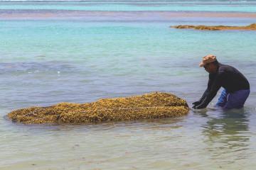Fishermen with harvested sargassum