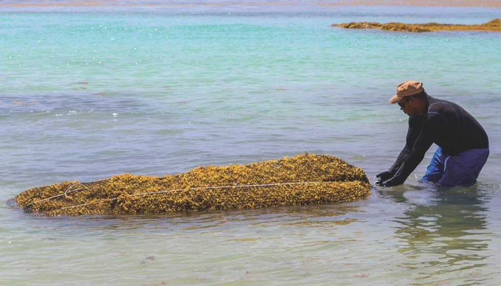 Fishermen with harvested sargassum