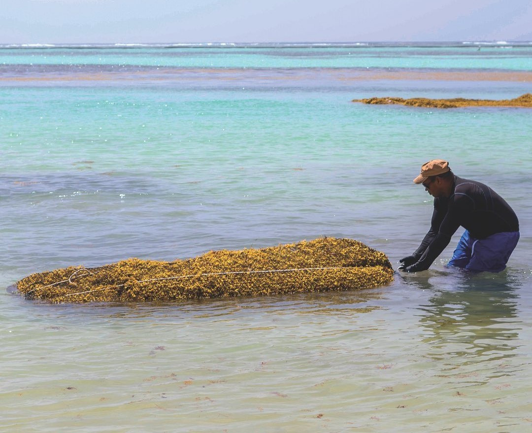 Fishermen with harvested sargassum
