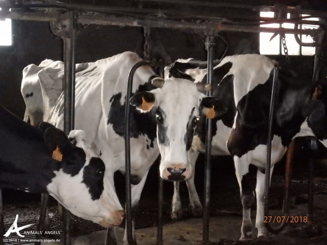 ONG alertan de que máis da metade das vacas galegas están rebentadas