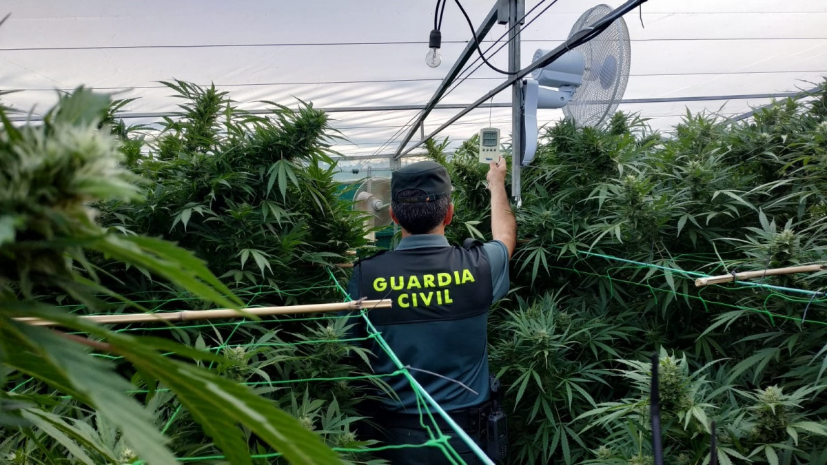 Plantación de marihuana intervida pola Garda Civil en Gondomar