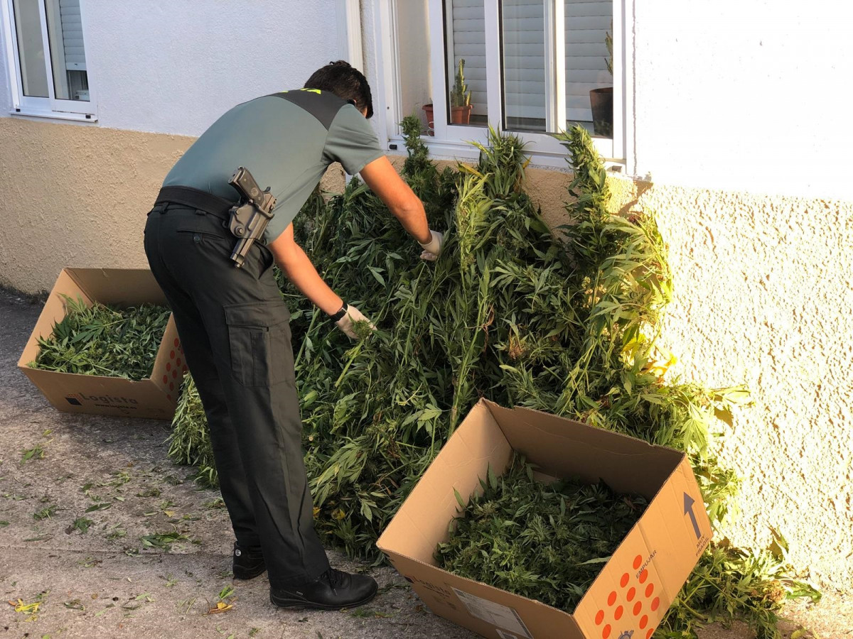 Plantas de marihuana incautadas a un veciño de Celanova