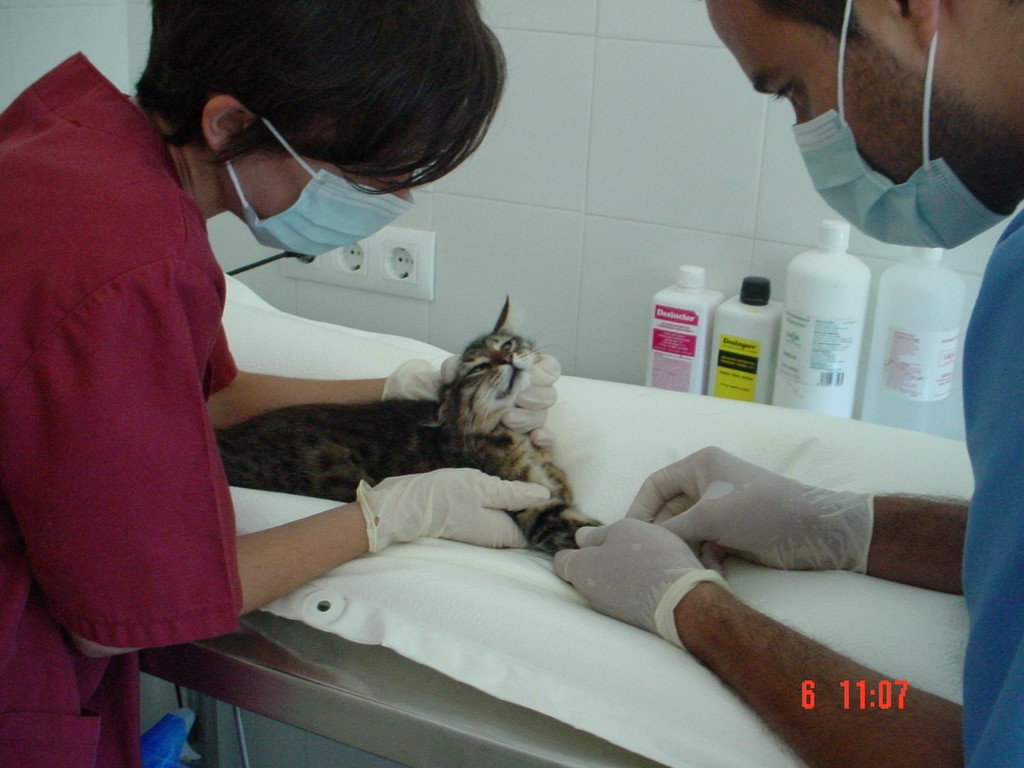 Intervención nunha clínica veterinaria