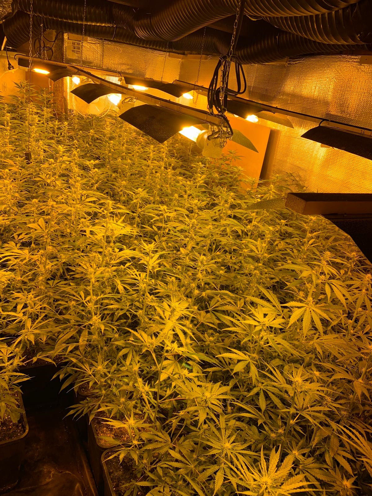 Tres detidos e incautadas máis de 2.600 plantas de marihuana na zona de Ou Bo