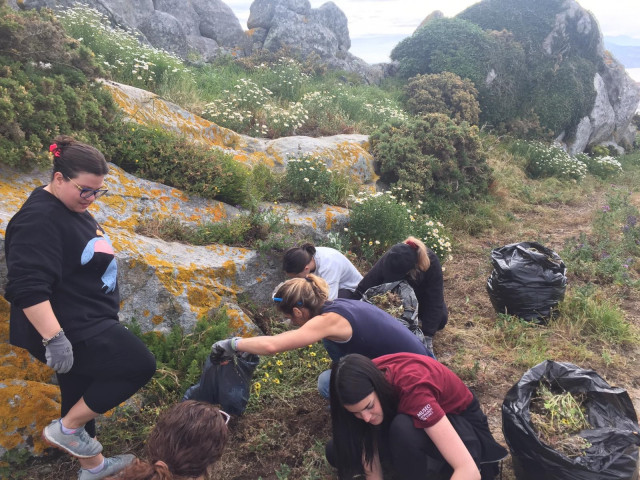 Unha trintena de voluntarios retiran das illas Cíes e Ons máis de 1.400 quilos de plantas invasoras