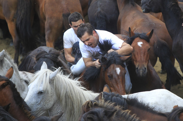 Rapa Dás Bestas en Sabucedo, en Pontevedra