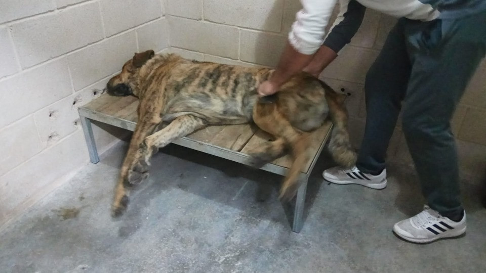 O can mastu00edn que mordiu00f3 a catro persoas capturado tras ser sedado nunha foto do Voluntariado Protecciu00f3n Civil Ourense Facebook