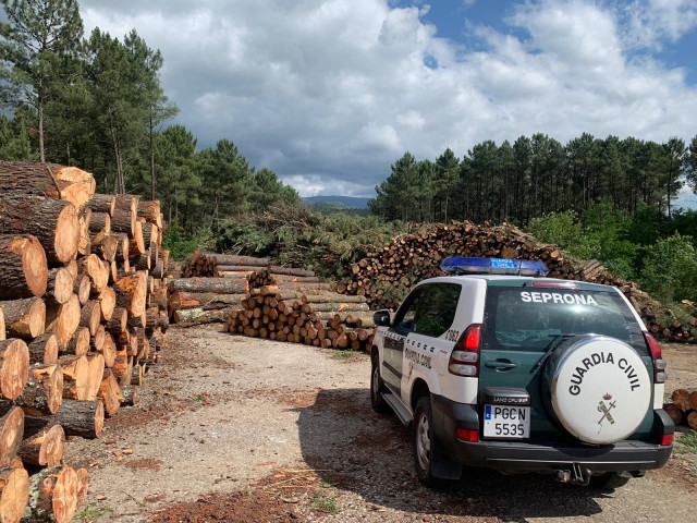 Unha persoa detida e 14 investigadas dunha organización desarticulada por comercializar madeira infectada na provincia de Pontevedra.