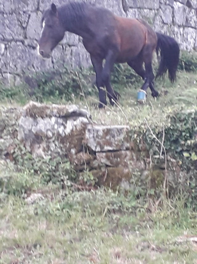 Animalistas denuncian os malos tratos a cabalos tras un novo caso dun équido cun cepo cravado en Covelo (Pontevedra)