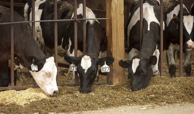Vacas, fonte emisora de metano