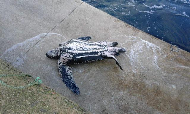 Exemplar de tartaruga laúde varado no porto de Malpica (A Coruña)