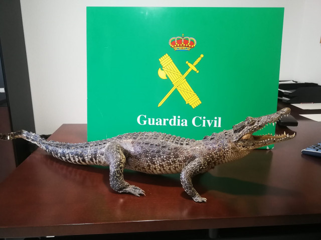 A Garda Civil impide a venda por Internet dun cocodriño disecado