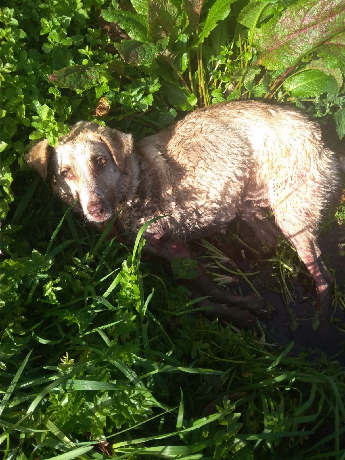 A cadela que foi disparada e golpeada por un cazador este sábado no municipio lucense de Chantada.
