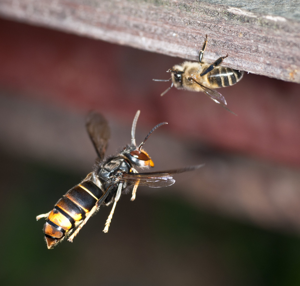 Vespa velutina atacando abella nunha foto de Danel Solabarrieta publicada na súa Flickr baixo licenza Creative Commons