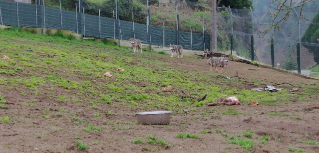Lobo ibérico con tres cachorros híbridos intervidas polo Seprona nunha leira en Quintela de Leirado (Ourense).