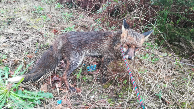 O raposo atopouse nunha avenida de Vigo