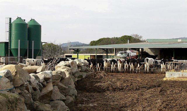 Vacas sector primario