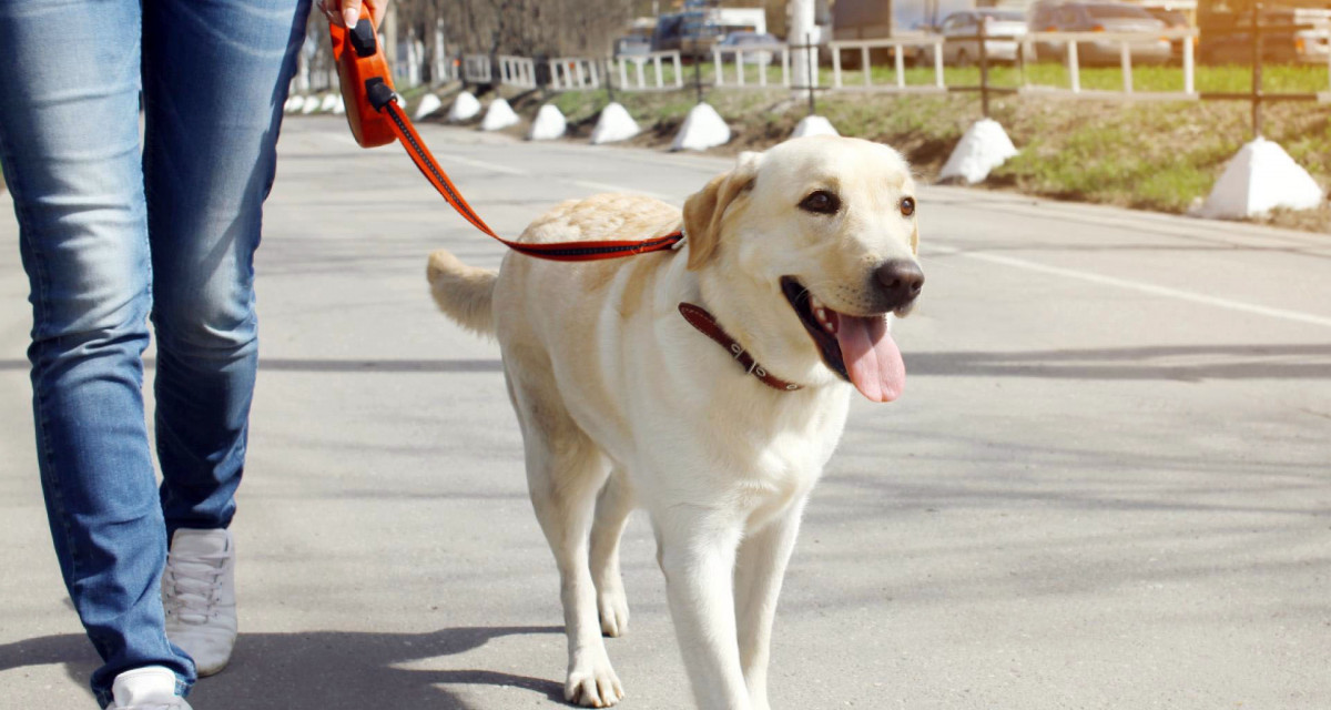 Imaxe dunha can de paseo.