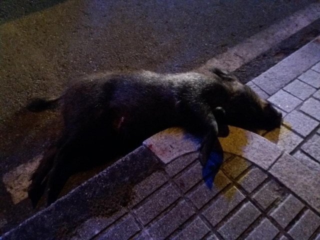 Xabaril abatido pola Policia Local de Vigo, cando merodeaba pola vía pública no barrio vigués de Coia.