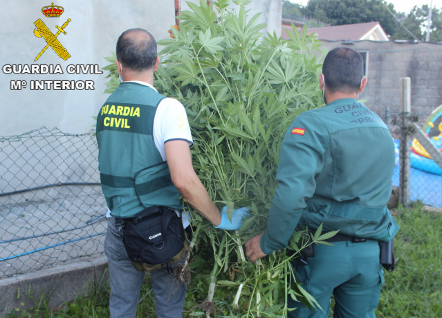 Incautación dunha plantación de marihuana en Cangas