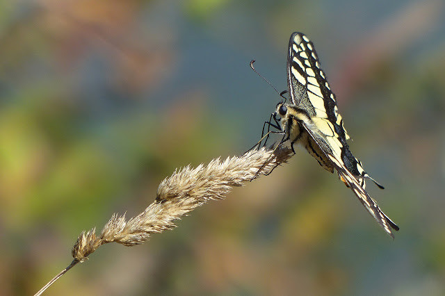 Papilio Machaon en Cabana de Bergantiu00f1dátavos