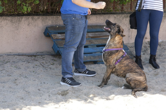 Imaxe dun can do ou Centro de Protección Animal de Leganés.