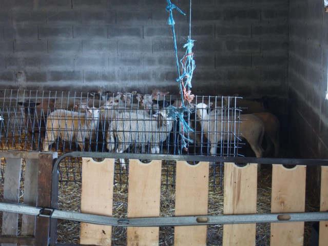 A Garda Civil desarticula puntos clandestinos de sacrifico de animais na provincia de Lugo.