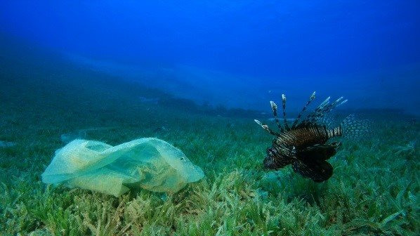 Plastico mar ecologu00eda