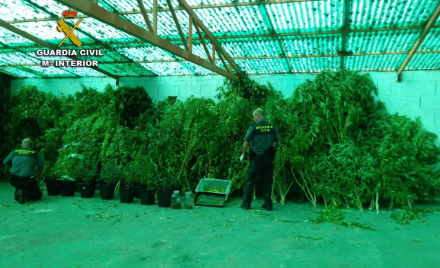 Plantas de marihuana incautadas en Arbo (Pontevedra)