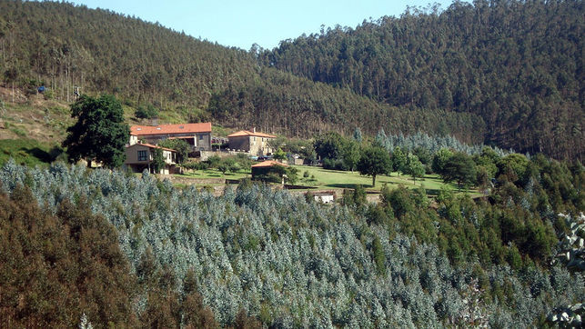 Plantacións eucaliptos monte galego EDIIMA20170628 0168 19