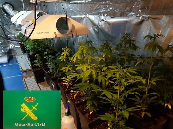 Cultivo de marihuana intervido nunha adega de Ribadavia (Ourense)